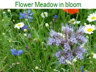 Flower Meadow in bloom - June 2013