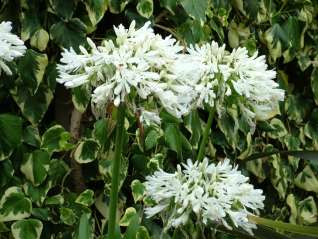 Agapanthus white