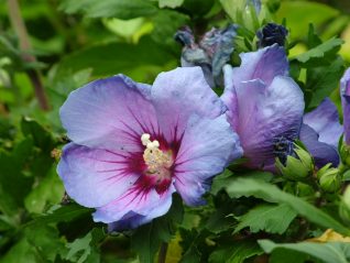 Hibiscus syriacus