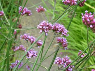 Verbena bonariensis