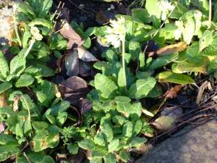 Cowslip-Primula veris