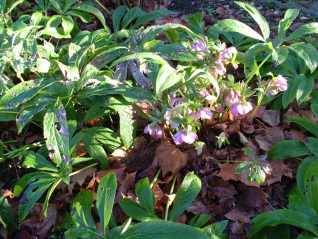 Hellebore-Helleborus