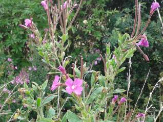 Great Willowherb-Epilobium hirsutum