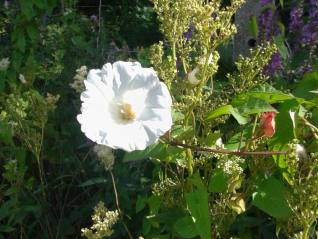 Hedge Bindweed-Calystegia sepium