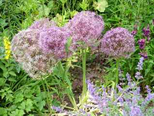 Allium-Allium