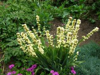 Chincheree-Ornithogalum thyrsoides