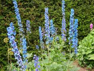 Delphinium-Delphinium staphisagria