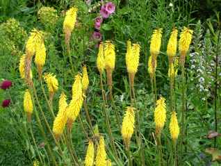 Kniphofia goldelse