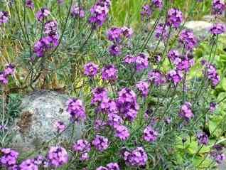 Wallflower-Erysimum linifolium