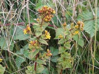 St.Johns Wort-Hypericum perforatum