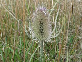 Teasel-Dipsacus fullonum