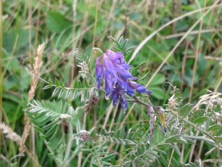 Tufted Vetch - Vicia cracca