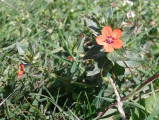 Scarlet Pimpernel-Anagallis arvensis