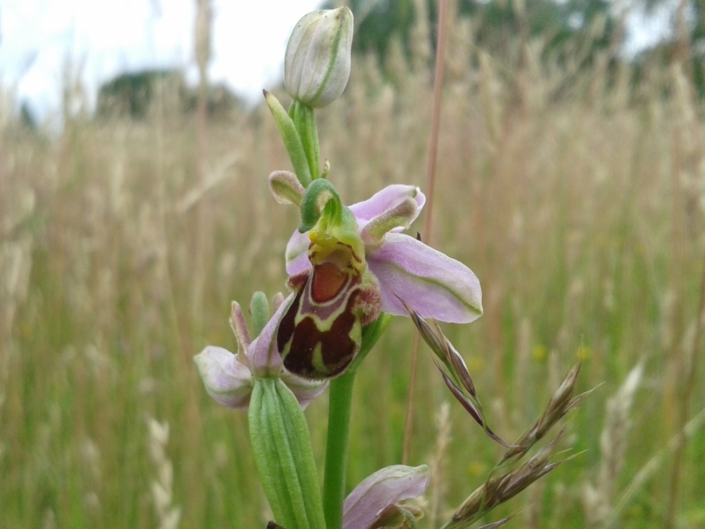 Bee Orchid