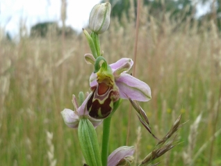 Bee Orchid-Ophrys apifera