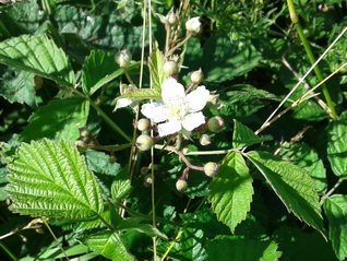 Bramble-Rubus fruticosus