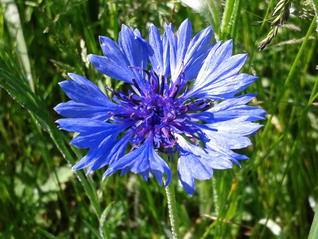 Cornflower-Centaurea cyanus