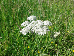 Hogweed-Heracleum sphondylium