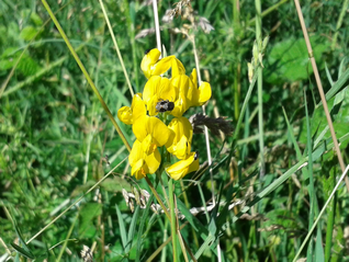 Meadow Vetchling-Lathyrus pratensis