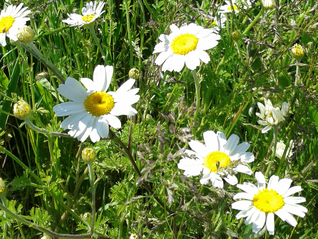 Oxeye Daisy-Leucanthemum vulgare