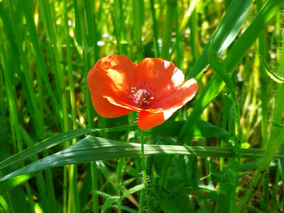 Poppy-Papaver rhoeas