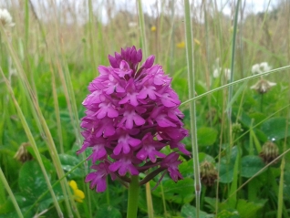 Pyramidal orchids-Anacamptis pyramidalis