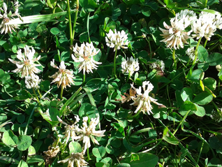 White Clover-Trifolium repens