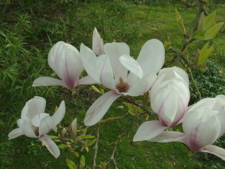 Magnolia(Magnolia)