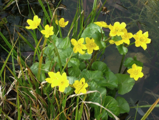 Marsh-Marigold(Caltha palustris)