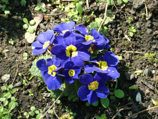 Primrose(Primula vulgaris)