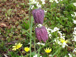 Snakes Head Fritillary(Fritillaria meleagris)