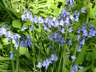 Bluebells-Hyacinthoides non-scripta