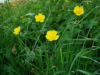 Meadow Buttercup - Ranunculus acris