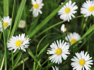 Daisy - Leucanthemum vulgare