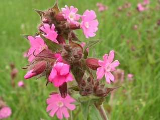Red Campion - Silene dioica