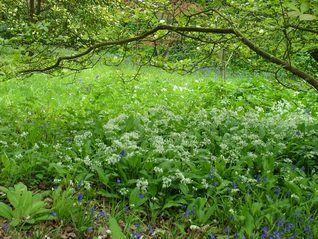 Wild Garlic - Allium ursinum