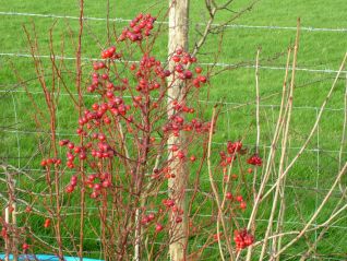 Hedge Berries