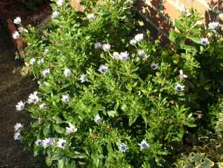 Osteospermum