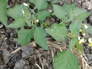 Black Nightshade - Solanum nigrum