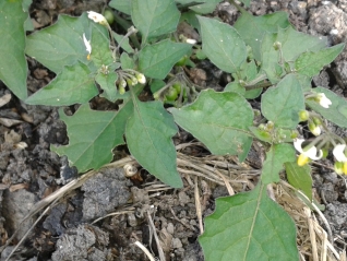 Black Nightshade - Solanum nigrum