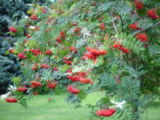 Rowan tree - Sorbus aucuparia