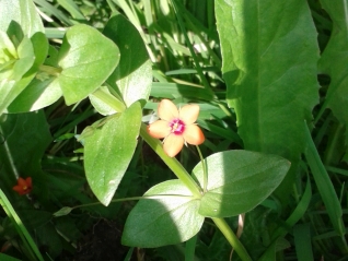 Scarlet Pimpernel - Anagallis arvensis