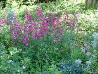 Penstemon