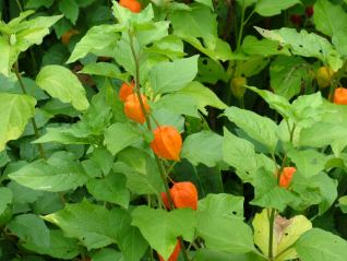 Physalis alkekengi