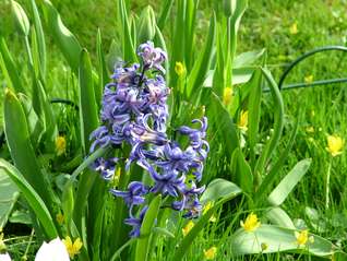 Hyacinth-Hyacinthus orientalis