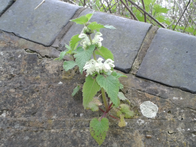 Stinging Nettle-Urtica dioica (Male Flower)