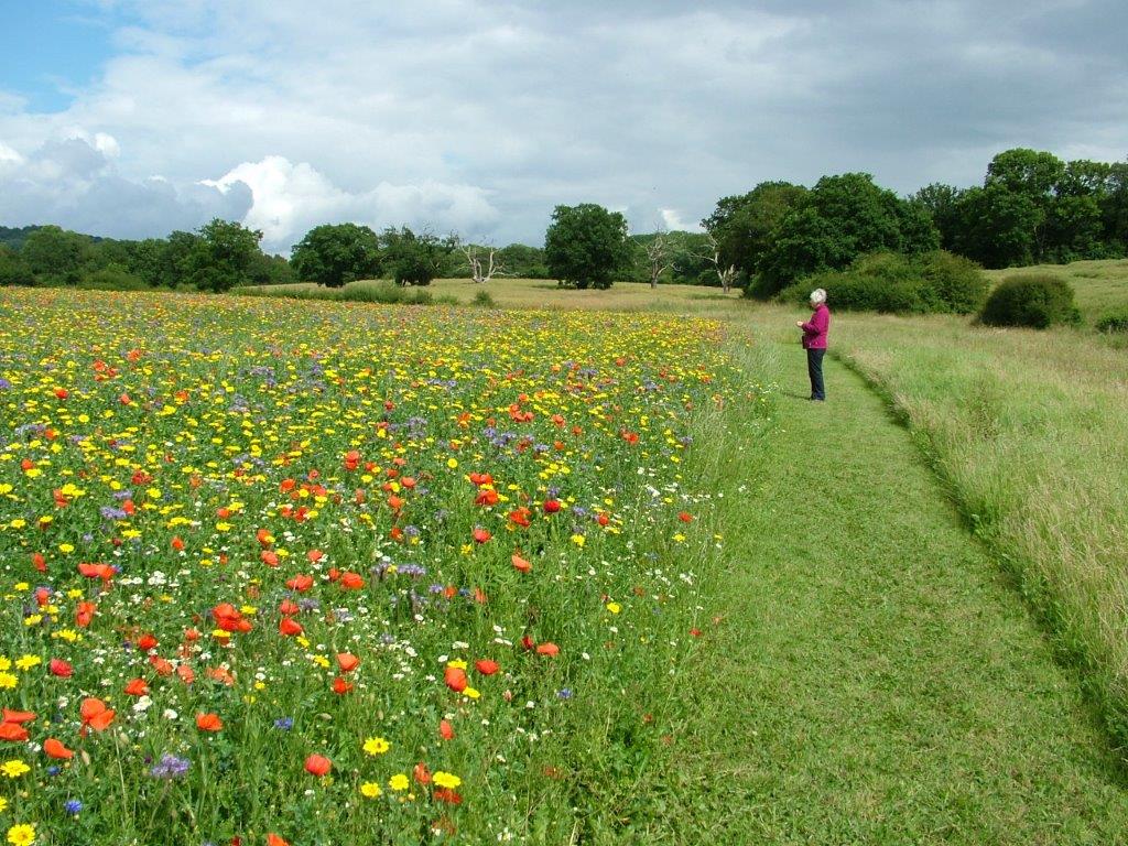 	Our Flower Meadow. Photo: Peter Lee