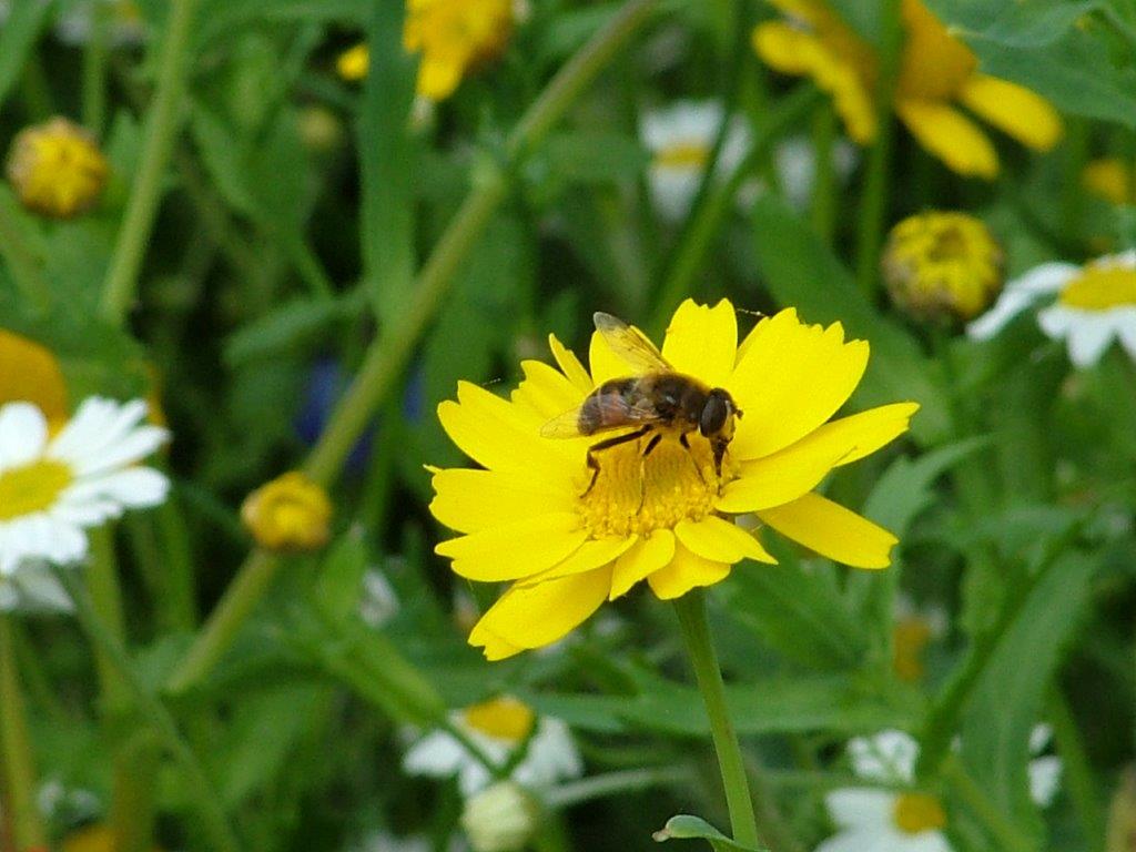 Tea-time in The Meadow. Photo: Peter Lee