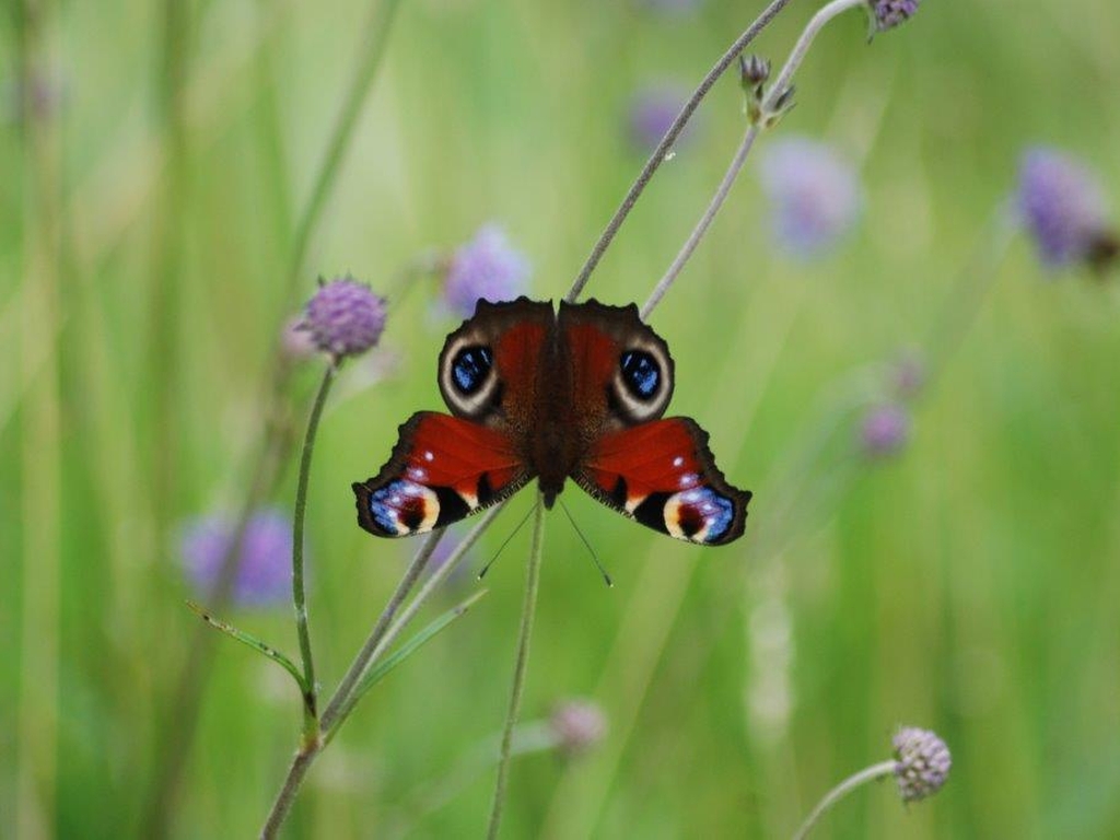 Peacock Butterfly. Photo: Ian Talboys