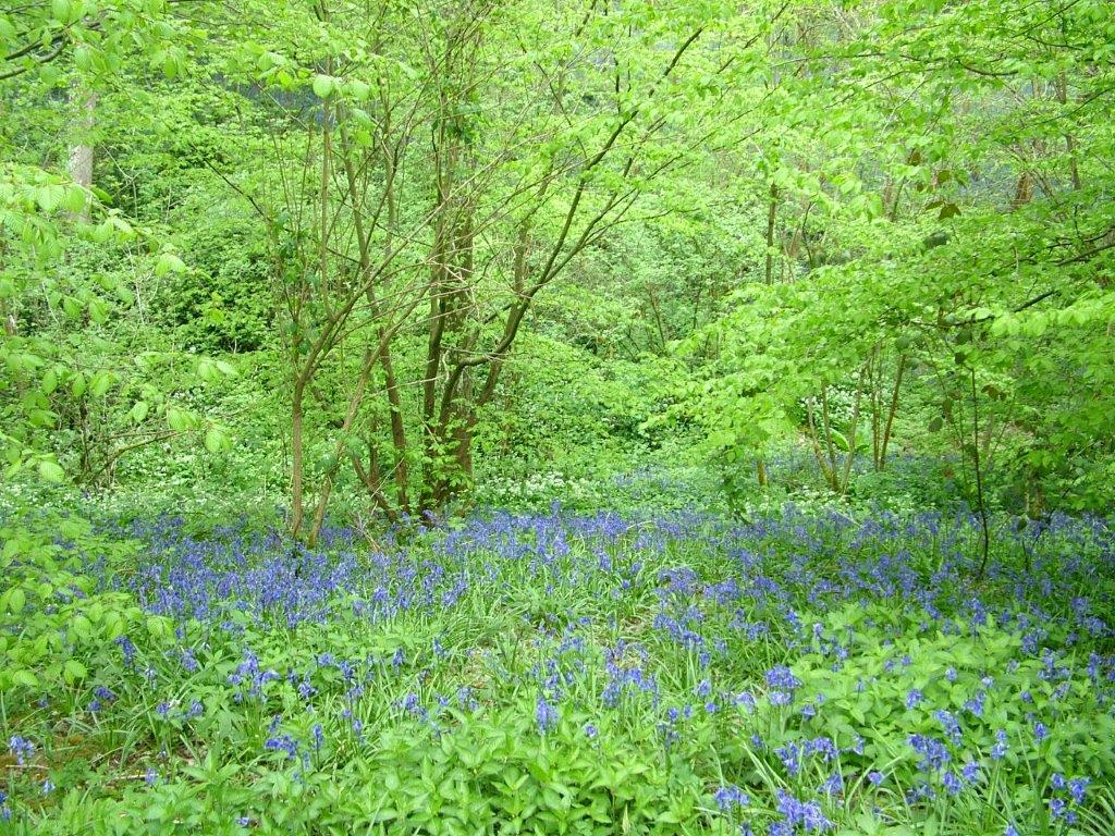 Natures Blue and Green Symphony. Photo: Peter Lee